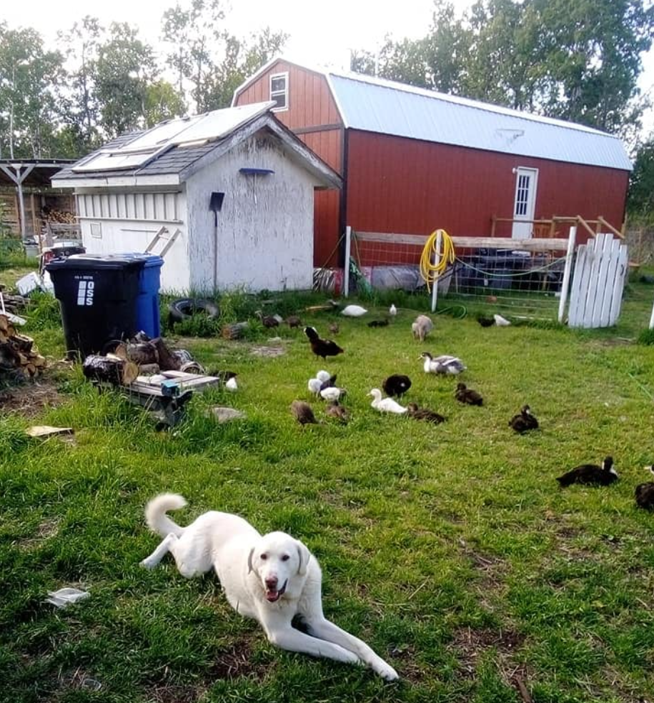 New Life Acres: Homesteading, Gut Health, and the Simple Life in Winnipegosis