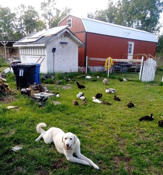 New Life Acres: Homesteading, Gut Health, and the Simple Life in Winnipegosis